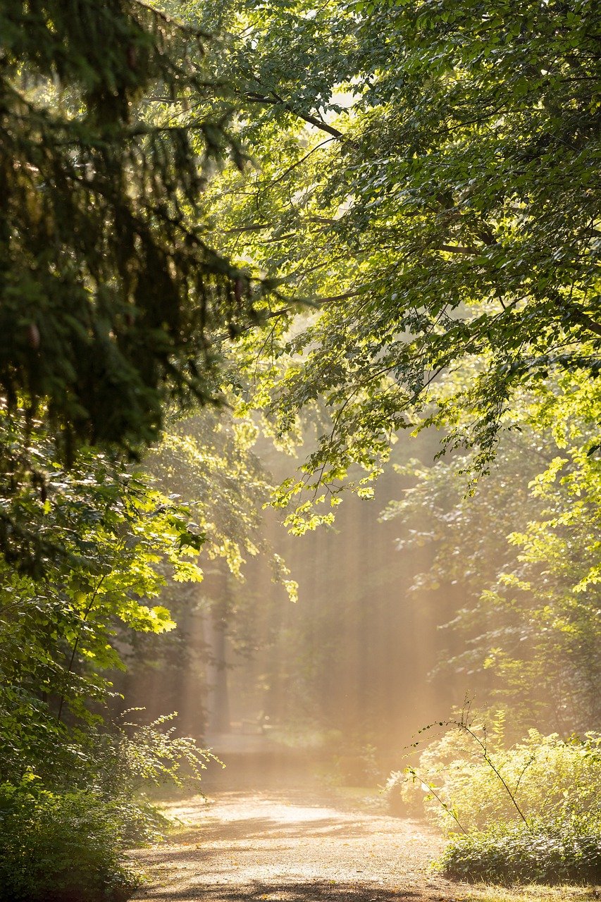 Programme de Conservation de la Forêt